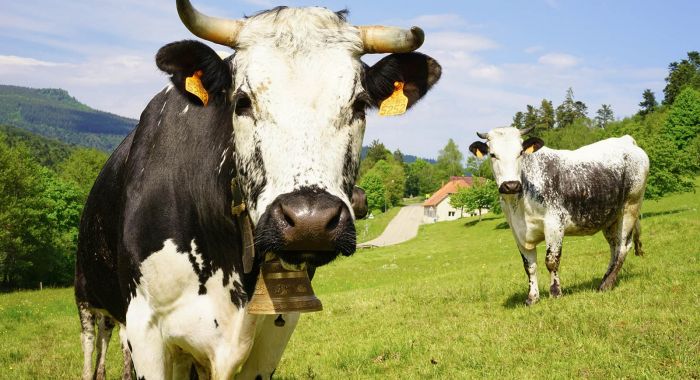 Villa Louisental - Gîte de groupe haut de gamme au Hohwald en Alsace - Séjour familial, week-end entre amis, stages et séminaires